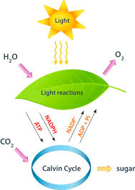 Pin By Ana Gonzalez Clavero On Lapbook Ideas In 2020 Photosynthesis Light Reaction Nutrition In Plants