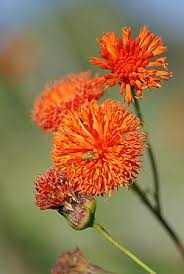 Image result for Emilia pseudactis