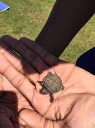 From Baby Box Turtles Big Box Turtles Grow Darienitedarienite