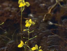 Kuvahaun tulos haulle bladderwort plant