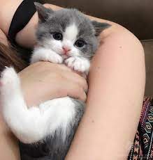 annesiz bir yavru kedinin bakimi nasil yapilir patibiyografi hayvan yavru kediler evcil hayvanlar