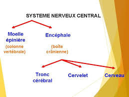 Je suis la première à vanter les mérites des contenus numériques, mais il faut admettre que trop de temps passé devant les écrans est néfaste chez les très jeunes enfants. La Neuropharmacologie Ralis Par Dr Slimani Prsent Par