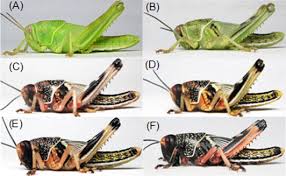 The easiest distinction for a creature to qualify as an arthropod would be its jointed legs. Do Desert Locust Hoppers Develop Gregarious Characteristics By Watching A Video Sciencedirect