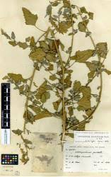 Image result for Chenopodium opulifolium