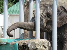 Check spelling or type a new query. Harkovskij Zoopark Ceny 2021 Foto Video Kak Dobratsya Turister Ru