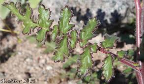 Image result for Ficalhoa