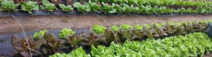 Maybe you would like to learn more about one of these? Pine View Nursery Leitchfield Area Alignable