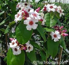 Image result for Strophanthus