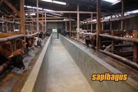 Denah kandang sapi limosin : Tips Menjaga Kebersihan Kandang Sapi Sapibagus Com