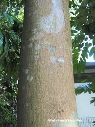 Image result for Antiaris