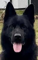 Madhouse's Death Is Upon Us