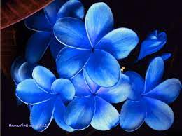 Blue Plumeria Plumeria Flowers Hawaii Flowers Beautiful Flowers