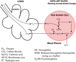 Hemoglobin And Its Measurement