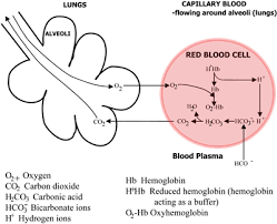 hemoglobin and its measurement