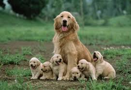 A puppy's main growth stages. Puppy Care Stages Of Puppy Growth Emirates Dog Owners Society