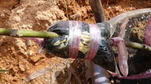 Pokok tut mudah tumbang terutama jika ditanam di kawasan yang mengalami angin kencang. Cara Membuat Rebunjut Untuk Tut Pokok Tin Kebuna Pokok Tin Putrajaya