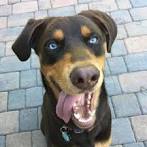 10 Awesome Doberman Mixes You Need To Feast Your Eyes On