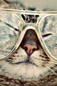 Cool Cat Iphone Wallpaper Hd Hipster Wallpaper Glasses Wallpaper Cat Wallpaper