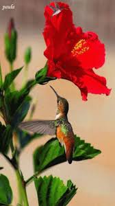 Birds That Start With Q In Spanish Https Encrypted Tbn0 Gstatic Com Images Q Tbn 3aand9gcrzaaawnntgx9txblikr7jsn1yvawnto0k9mg Usqp Cau