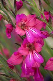 Byzantine Gladiolus Gladiolus Beautiful Flowers Garden Beautiful Flowers