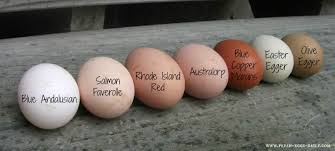 Which Breeds Of Chickens Lay Colored Eggs Fresh Eggs Daily