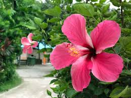 Bunga raya vintage enamel plates. Bunga Raya Stock Photos And Images 123rf