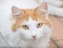 Medium hair cat breeds - Animal Wised