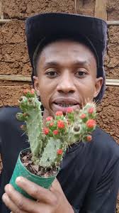 Como Plantar Cacto e Palma com Sucesso