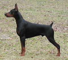 Wayfair.com has been visited by 1m+ users in the past month Back To Basics A Comparison Of The Doberman Pinscher And German Pinscher Bechewy