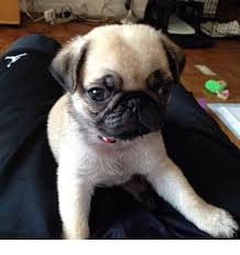 Find Out About Pug Puppies Price Click The Link For More Info The Web Presence Is Worth Checking Out Pug Puppies Price Pug Puppies Puppy Safe