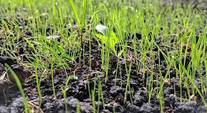 Before we get into it, we wanted to share our top recommendations of grass seeds that we and our landscapers like to use. Best Time Of Planting Grass After Killing Weeds Expert Pick
