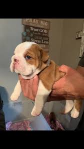 Maybe you would like to learn more about one of these? English Bulldog Puppies For Sale Hereford Tx 303320