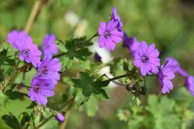 Image result for Geranium vagans