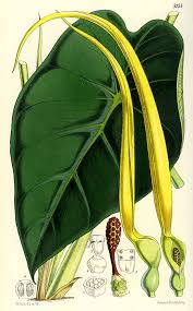 Image result for Remusatia