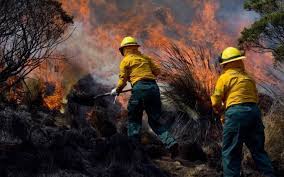 We did not find results for: 2021 El Ano En El Que Mexico Registrara Numerosos Incendios Forestales El Sol De Mexico Noticias Deportes Gossip Columnas