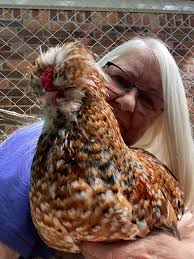 How to kill poison ivy near chicken coop without harming chickens?