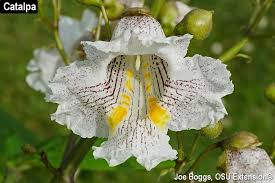 Image result for Catalpa