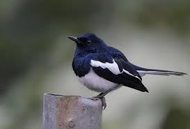 The Oriental Magpie Robin Copsychus Saularis Is Distinctive Black And White Bird With A Long Tail That Is Held Upright Black And White Birds Robin Bird Bird