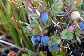 Image result for Vaccinium stanleyi