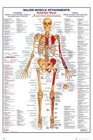 Superior, responsive customer service and our ability to work with our clients. Uscles Of The Human Torso Muscular System Definition Modernheal Com Wikimedia Commons Has Media Related To Muscles Of The Human Torso Clucksen