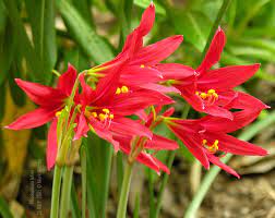It grows from a bulb that is often sold as a gift or for decorating around the christmas holidays. Favorite Red Flowered Bulbs Pacific Bulb Society
