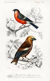 Free Public Domain Different Types Of Birds Illustrated By Charles Dessalines D Orbigny 1806 1876 Digitally E Bird Prints Antique Prints Bird Illustration