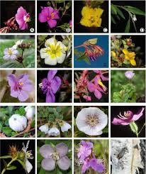 Image result for Melastomastrum segregatum