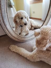 5 Of The Most Popular Dog Breeds In The World In 2020 Popular Dog Breeds Poodle Poodle Puppy Standard