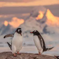 national geographic travel on instagram photo by daisygilardini two gentoo penguins court during a beautiful sunrise in the antarctic peninsula gentoos st