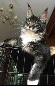 Why buy a maine coon kitten for sale if you can adopt and save a life? 90 Character Ideas Pretty Cats Beautiful Cats Cats And Kittens