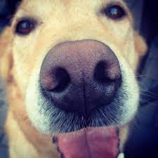 The happy tails blog provides beneficial resources to help enhance our dogs' lives. Happy Tails Learning Center For Dogs Reviews Facebook