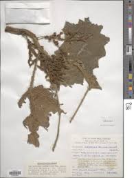 Image result for Girardinia bullosa