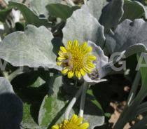 Image result for Arctotheca populifolia