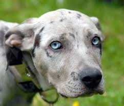 All Black Catahoula Leopard Dog Louisiana Catahoula Leopard Dog Info Temperament Puppies Pictures Louisiana Catahoula Leopard Dog Catahoula Leopard Dog Leopard Dog